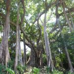 Chiêm ngưỡng cây đa cổ hơn 800 năm tuổi trên bán đảo Sơn Trà