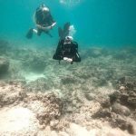 Nha Trang khẩn cấp tạm dừng du lịch lặng biển để cứu san hô