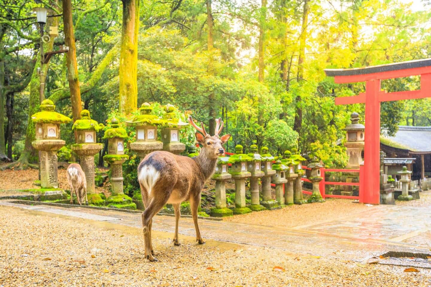 TOUR NHẬT BẢN HÈ 2026 HÀ NỘI - NARA - OSAKA - KYOTO - TOKYO - Ảnh 29