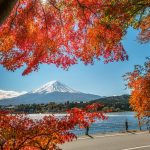 Ngắm lá đỏ mùa thu Nhật Bản năm 2024