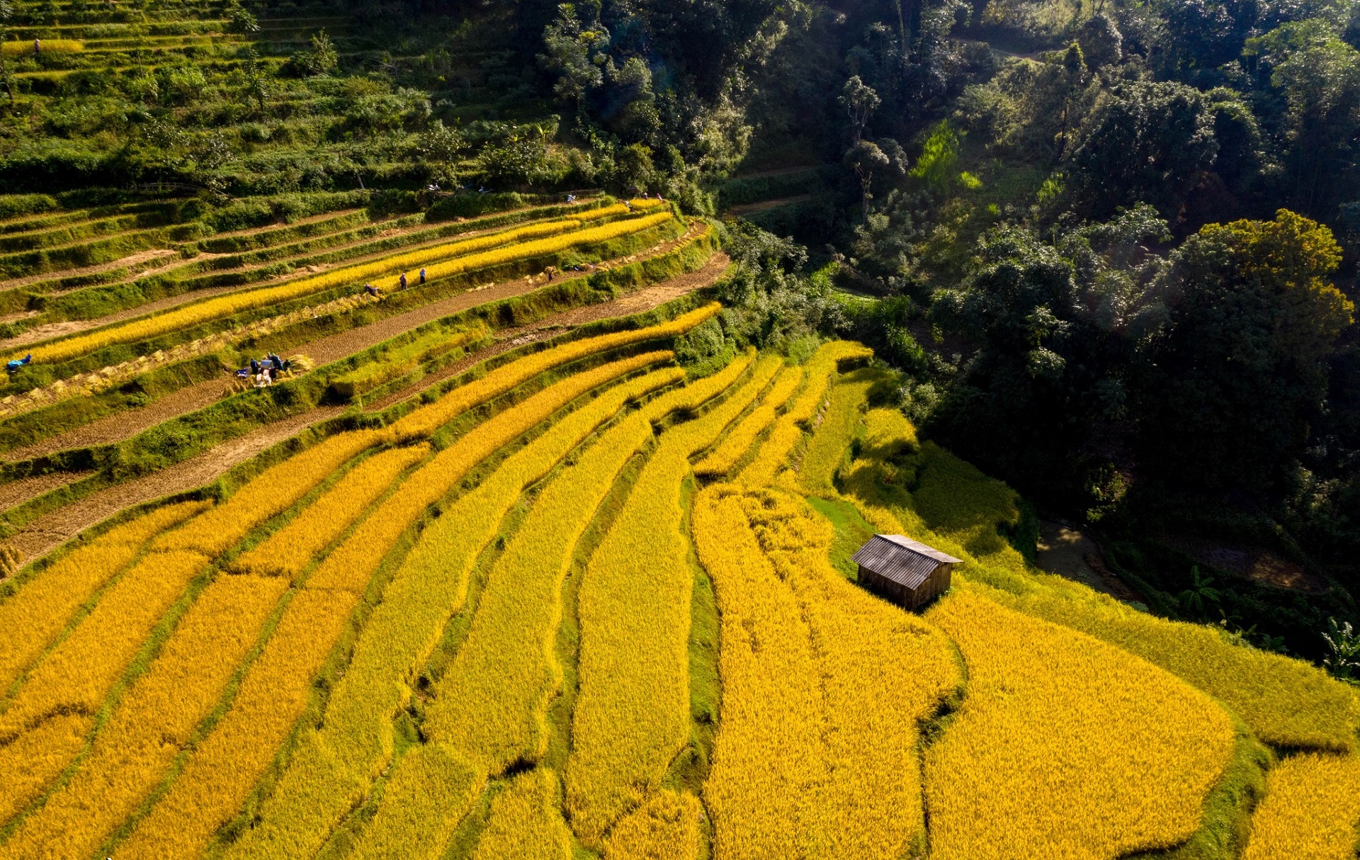 Mùa lúa chín tại xóm Khuổi Khon, xã Kim Cúc, huyện Bảo Lạc. Ảnh: Hà Cương