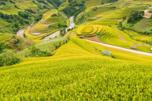 Du lịch Mù Cang Chải mùa nào đẹp?