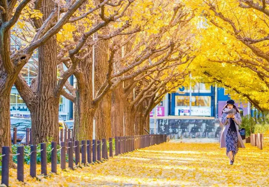 TOUR MÙA THU NHẬT BẢN 2026: NARA - OSAKA - KYOTO - TOKYO - Ảnh 12