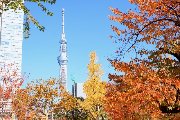 TOUR MÙA THU NHẬT BẢN 2026: NARA - OSAKA - KYOTO - TOKYO - Ảnh 20