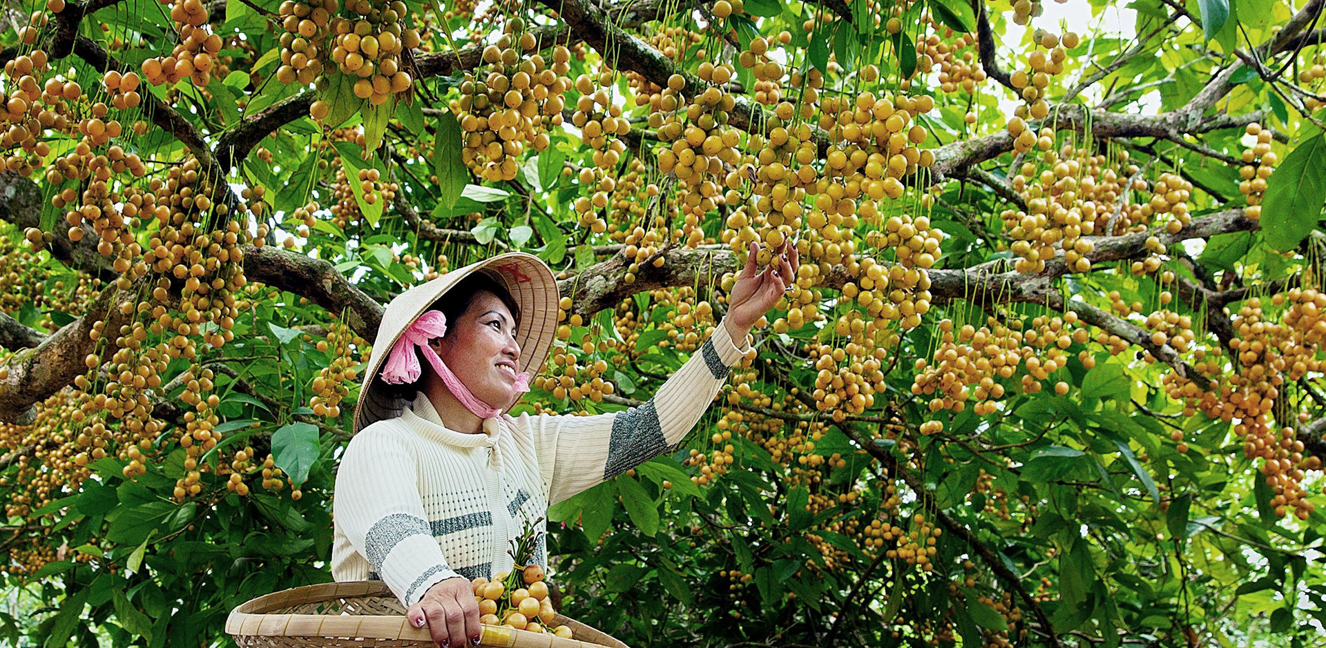 Những cây dâu Cái Tàu trĩu quả vào mùa