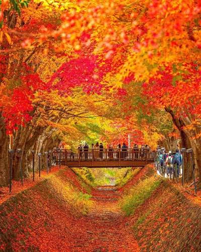 TOUR MÙA THU NHẬT BẢN 2026: NARA - OSAKA - KYOTO - TOKYO - Ảnh 22