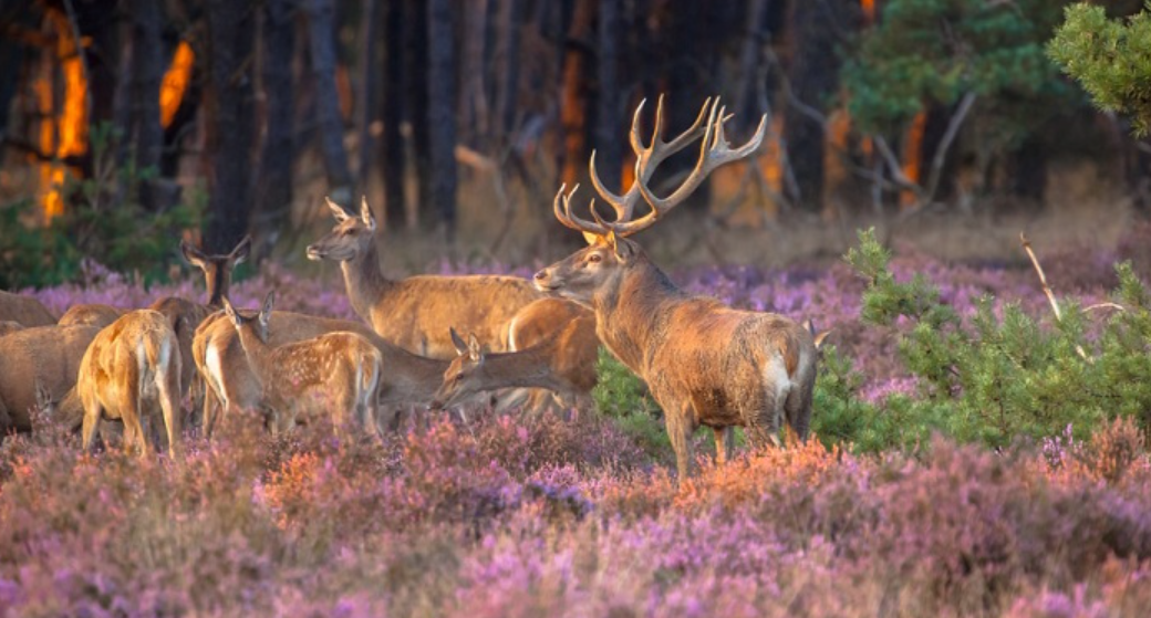 Công viên Quốc gia Hoge Veluwe