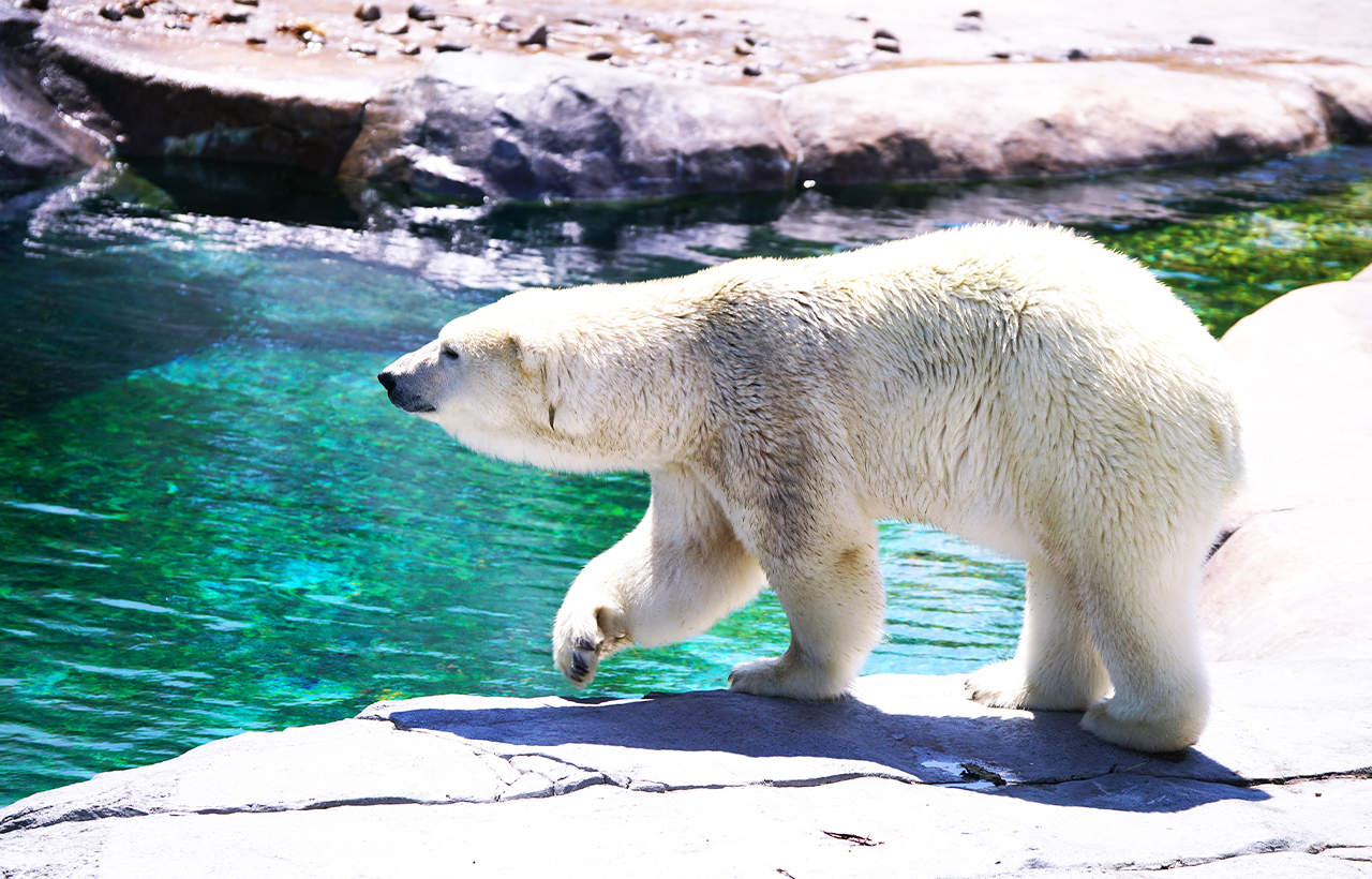 TOUR LỄ HỘI NHẬT BẢN 2026: HOKKAIDO ĐÓN TẾT – XUÂN VỀ TRÊN ĐẢO BĂNG (6N5Đ) - Ảnh 18