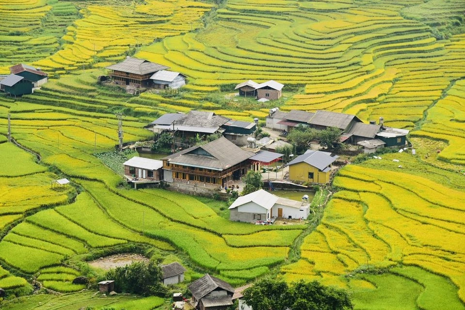 Lịch “săn” mùa lúa chín 2025: Từ ngả vàng đến chín rộ ở Sa Pa, Mù Cang Chải và Hoàng Su Phì